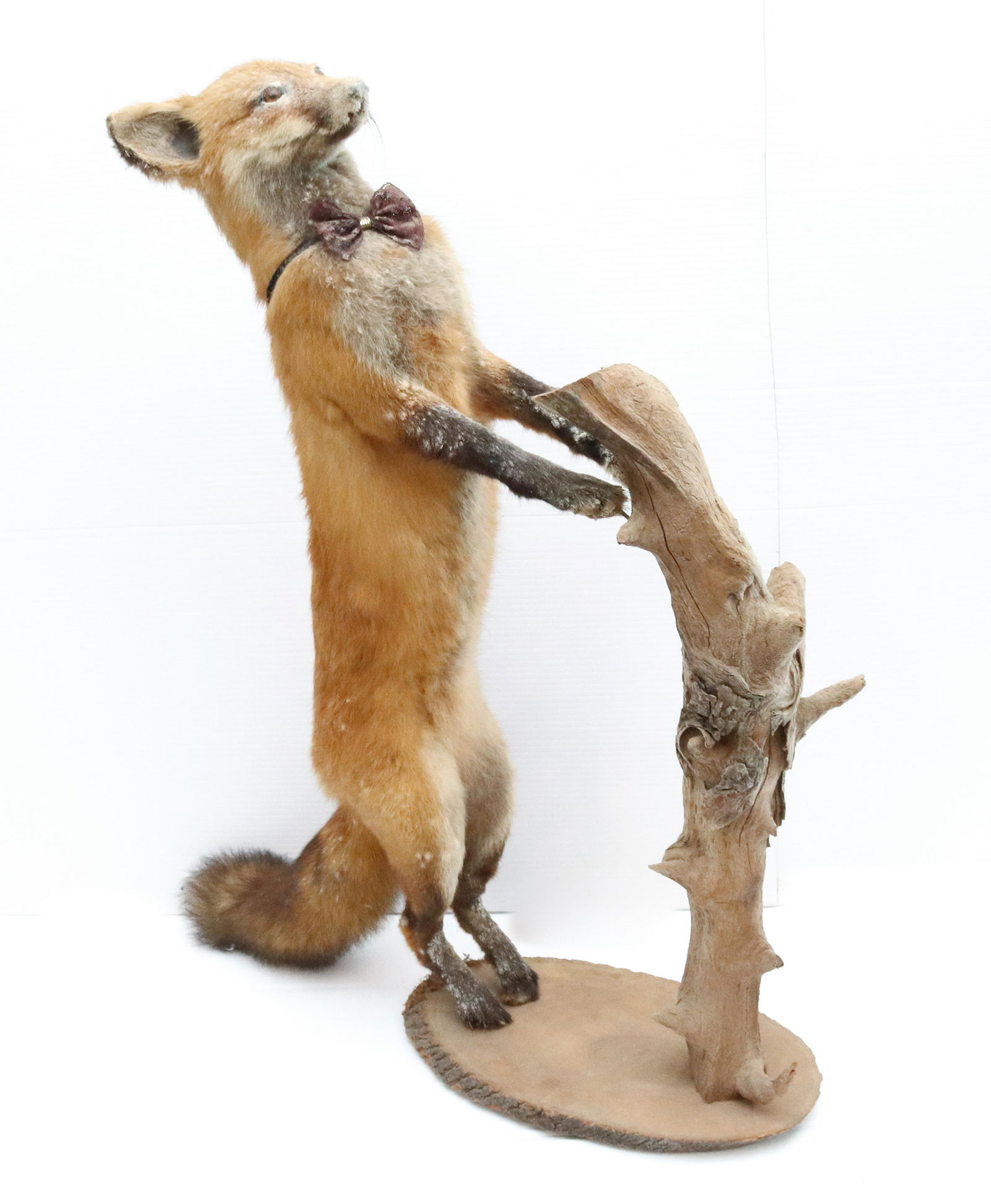TAXIDERMY FOX (1 of 3)