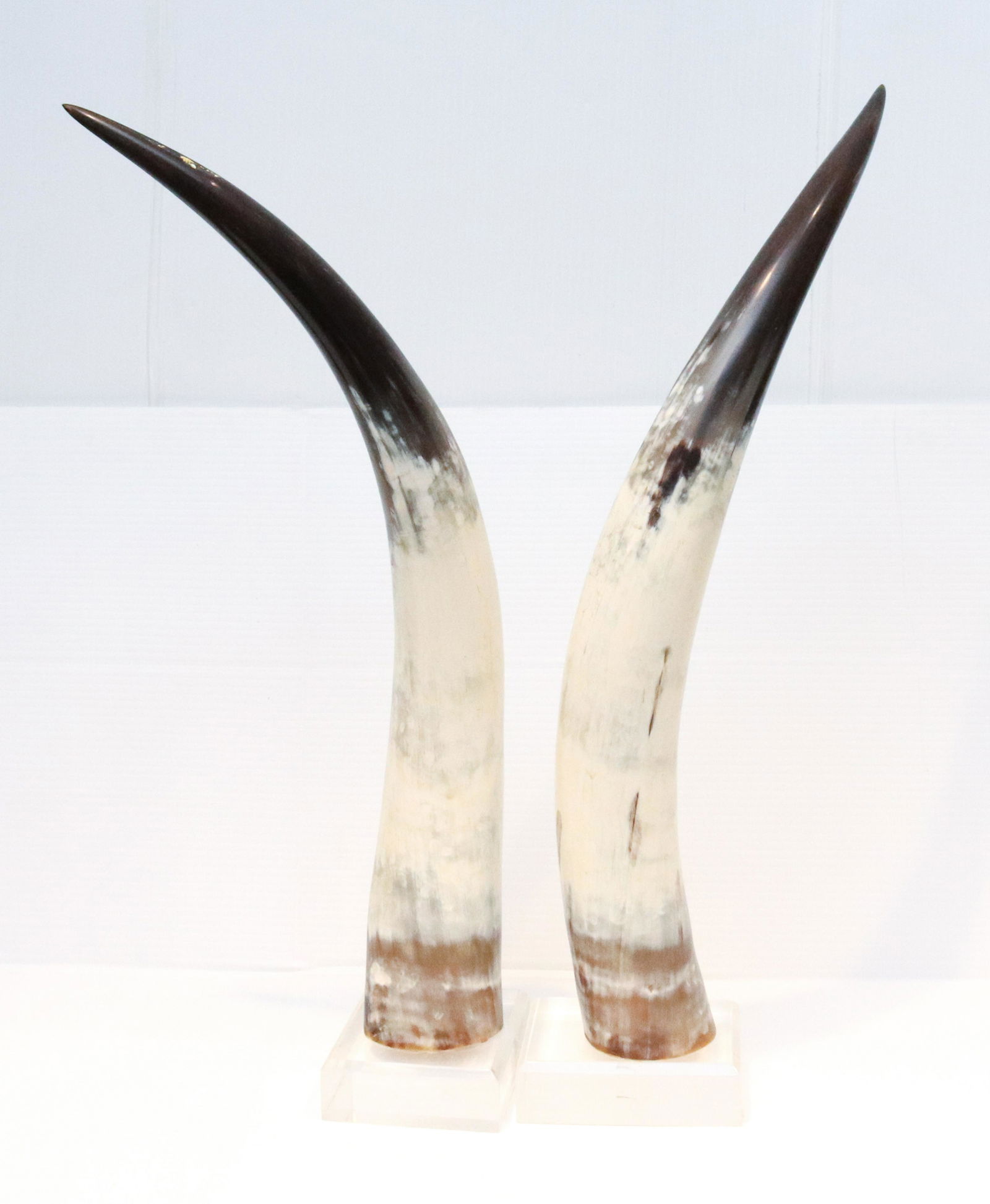 PAIR OF HORNS ON LUCITE BASES: BEVELED LUCITE BASES. UNSIGNED. TOTAL SIZE 22" H. Terms: THIS IS AN ON-SITE ONLINE ONLY AUCTION. THE SALE ADDRESS IS 718 STOKES MILL RD. EAST STROUDSBURG, PA 18302. THIS IS THE ESTATE OF CANDACE BRIGG