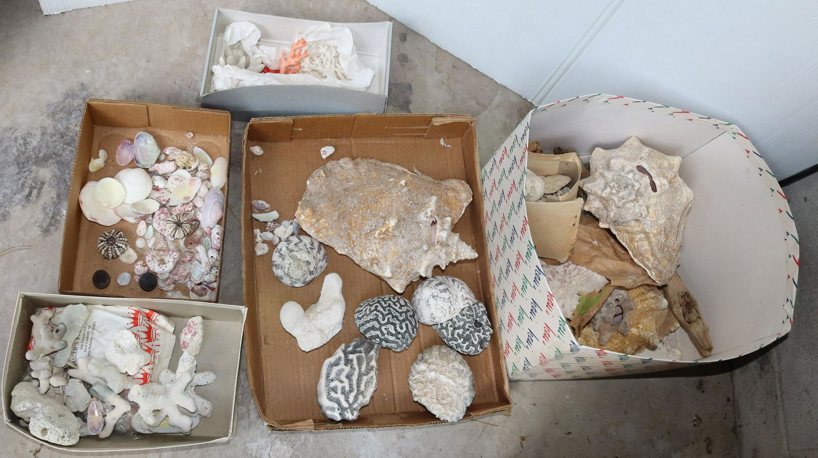 LOT OF SEASHELLS AND CORAL (1 of 5)
