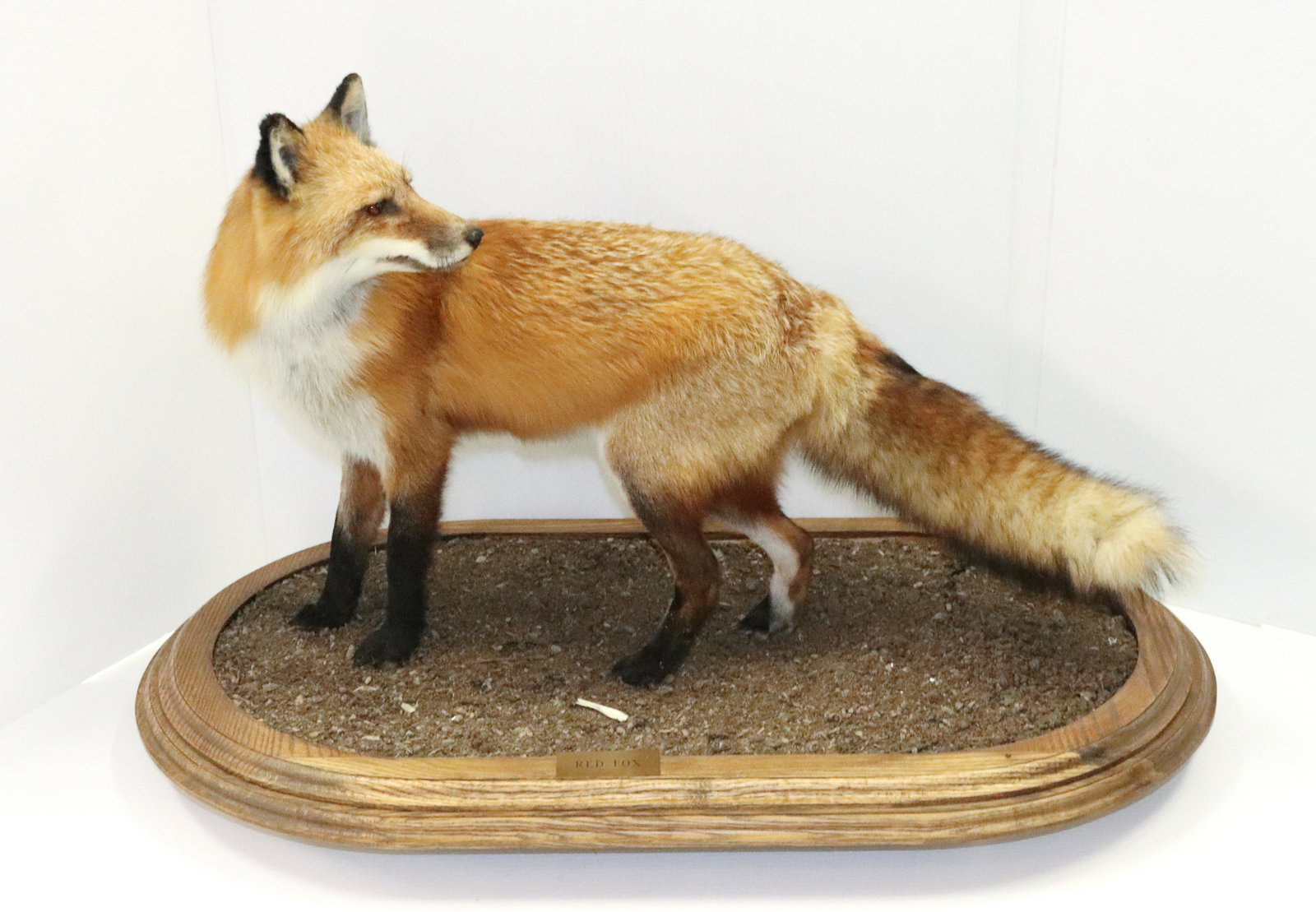 RED FOX MOUNT: MOUNTED ON ALL FOURS IN DIRT SETTING - 23" X 21" X 20"