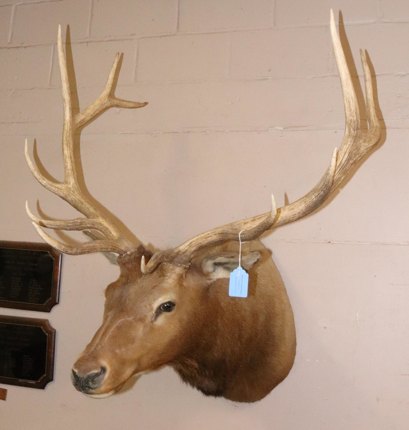 BULL ELK SHOULDER MOUNT: 6X6 BULL ELK - CHEST MOUNT - THERE WILL BE NO SHIPPING FOR THIS ITEM Terms: UPDATED 2023 TERMS FOR PURCHASING AND SHIPPING OF AUCTION ITEMS. PLEASE READ CAREFULLY BEFORE BIDDING. ALL PAYMENTS MUST BE 
