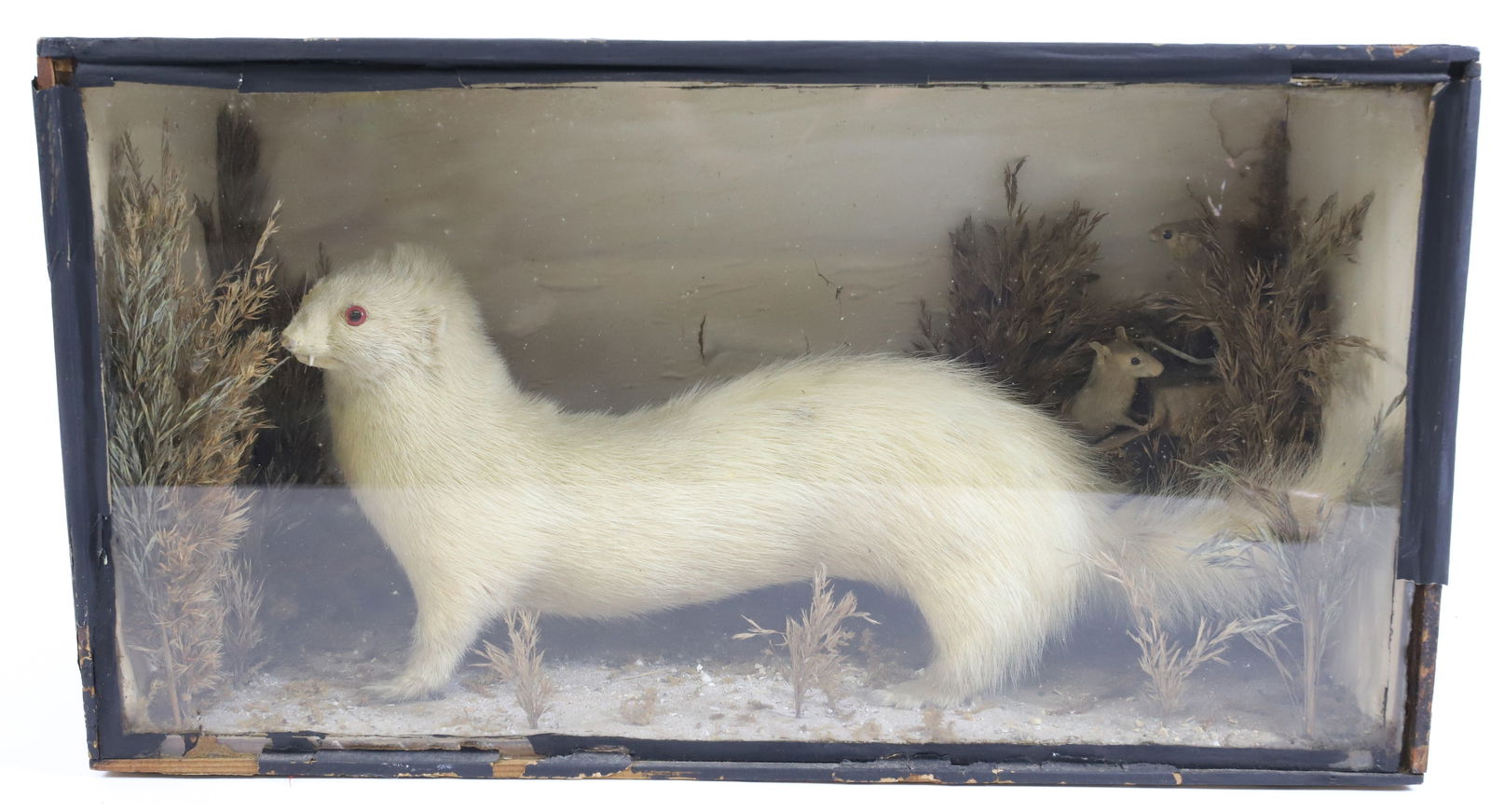 ANTIQUE TAXIDERMY FERRET: WHITE FERRET AND MOUSE WITH GROUNDCOVER IN DIORAMA. 9 3/4" X 18" X 7". PLEASE READ CAREFULLY - Terms for Purchasing and Shipping of Auction Items. Please read carefully before bidding. All payments fo
