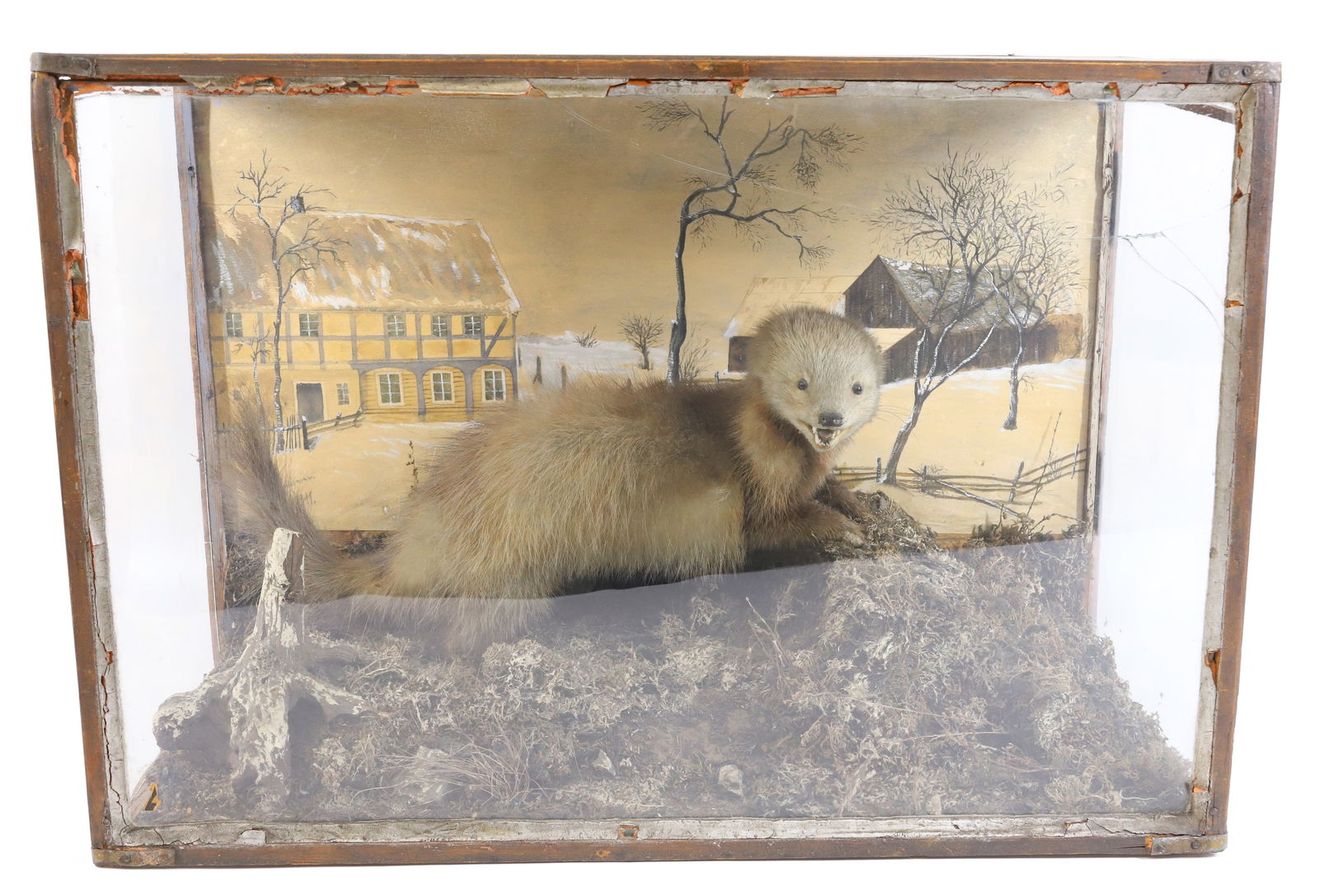 ANTIQUE TAXIDERMY MINK (1 of 5)