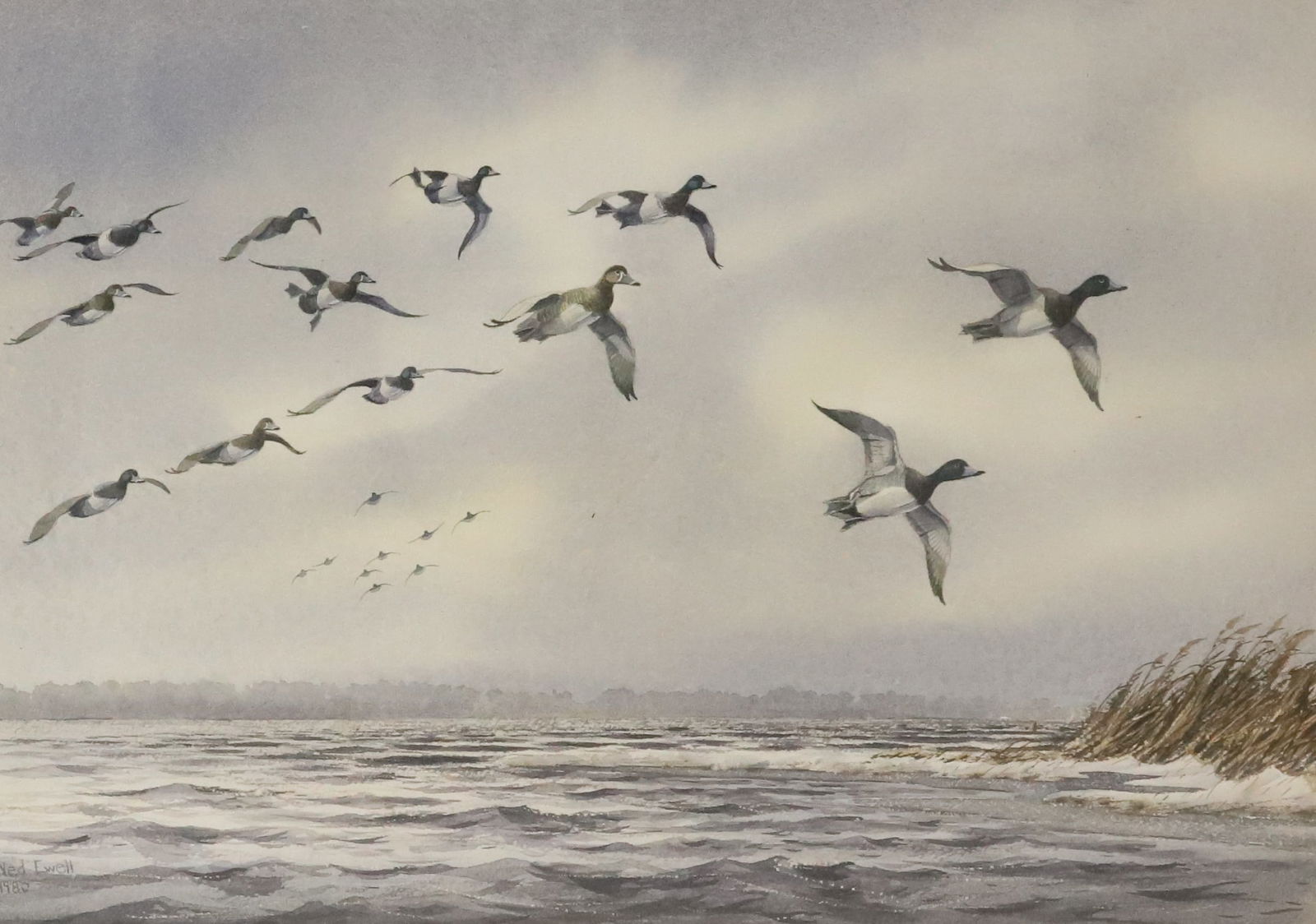 NED EWELL WATERCOLOR OF DUCKS (1 of 4)