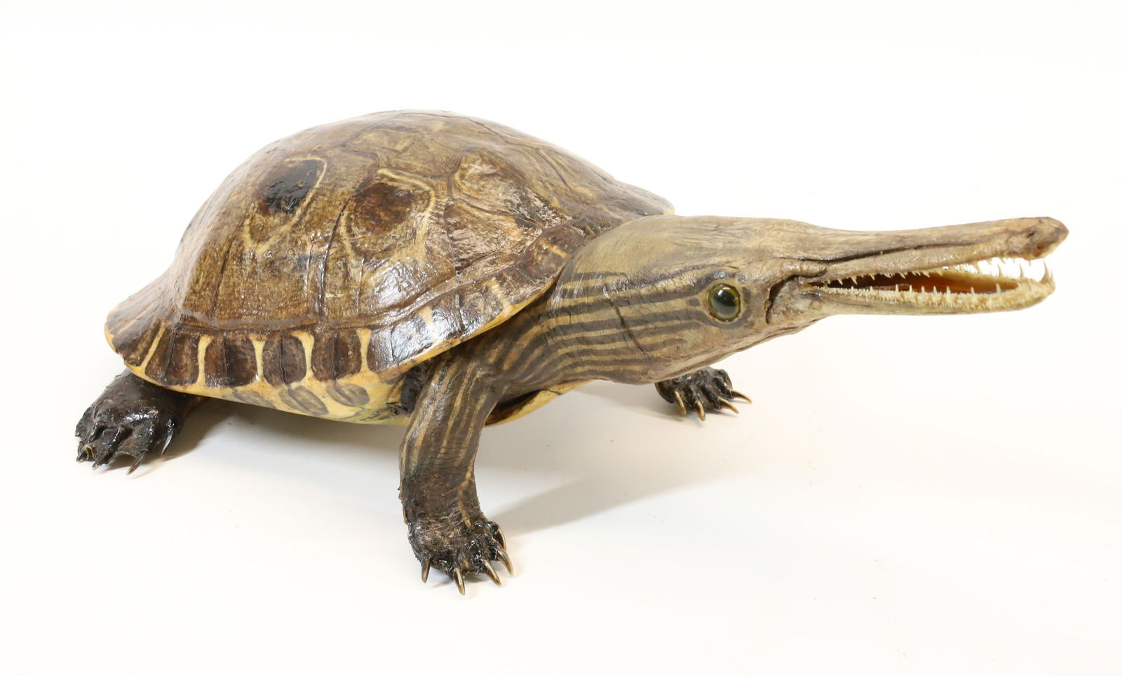 TAXIDERMY TURTLE (1 of 4)