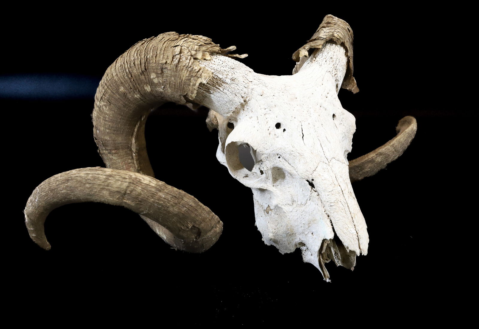 RAM'S SKULL AND HORNS (1 of 3)
