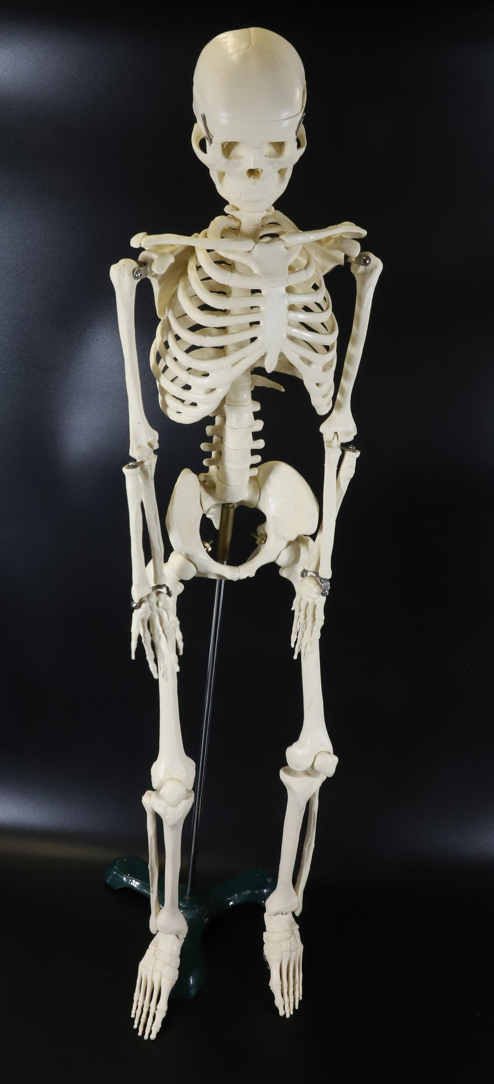 SKELETAL MODEL ON STAND: 32 1/2" H. GREEN METAL DISPLAY BASE AND ROD. TERMS: PLEASE READ CAREFULLY - Terms for Purchasing and Shipping of Auction Items. Please read carefully before bidding. All payments for purchases will be