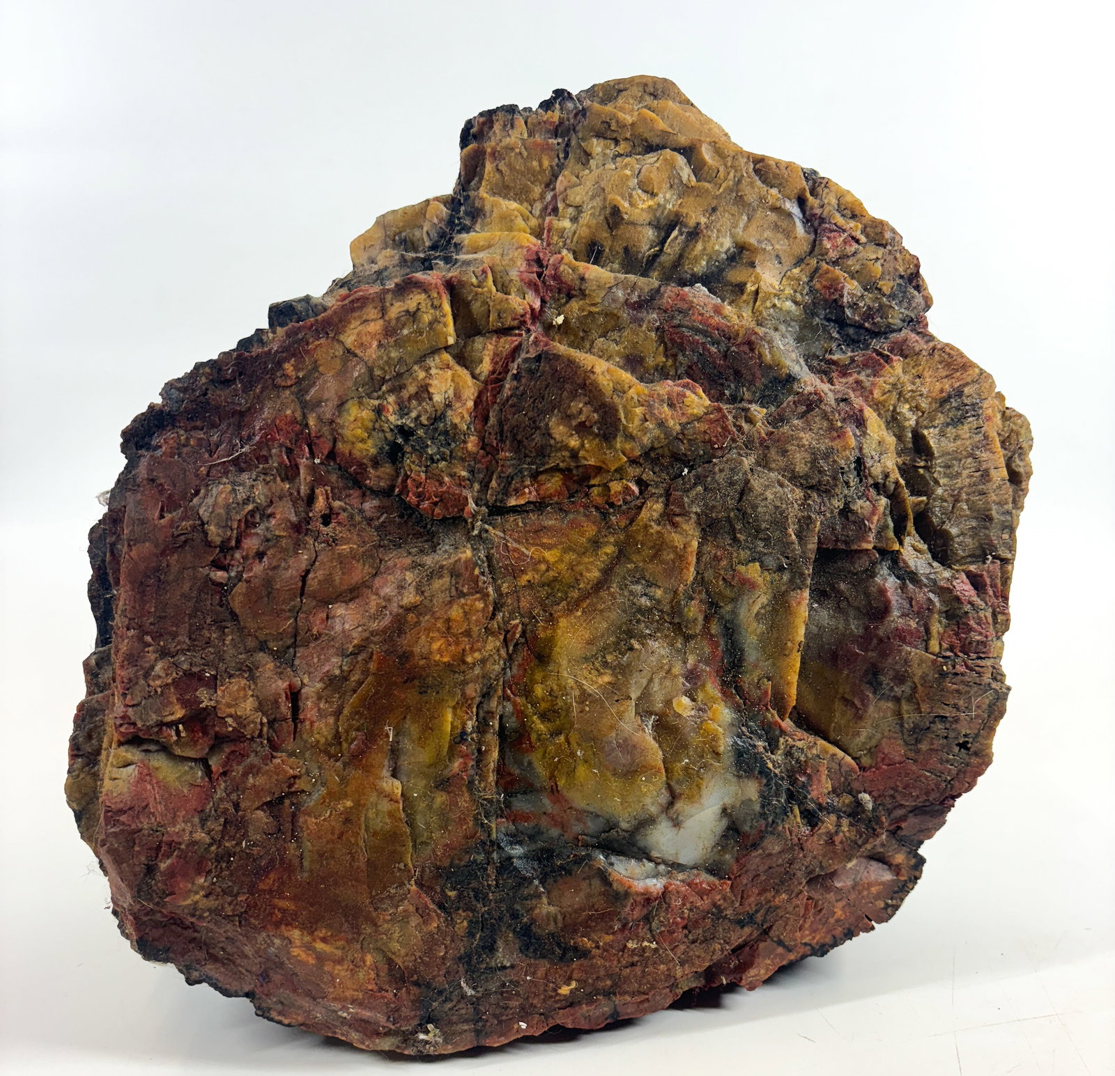 LARGE PETRIFIED WOOD SLAB (1 of 4)