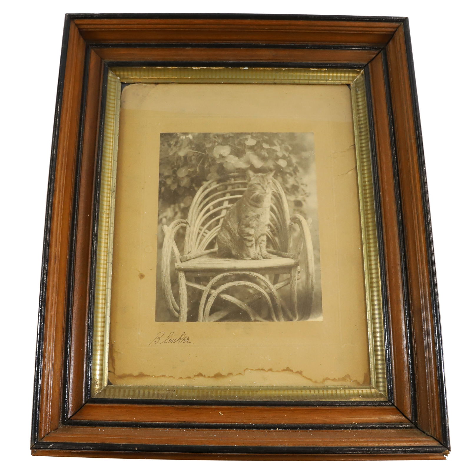 1905 CAT CABINET CARD (1 of 4)