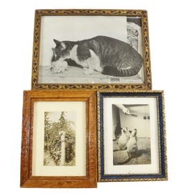 (3) CAT PHOTOS