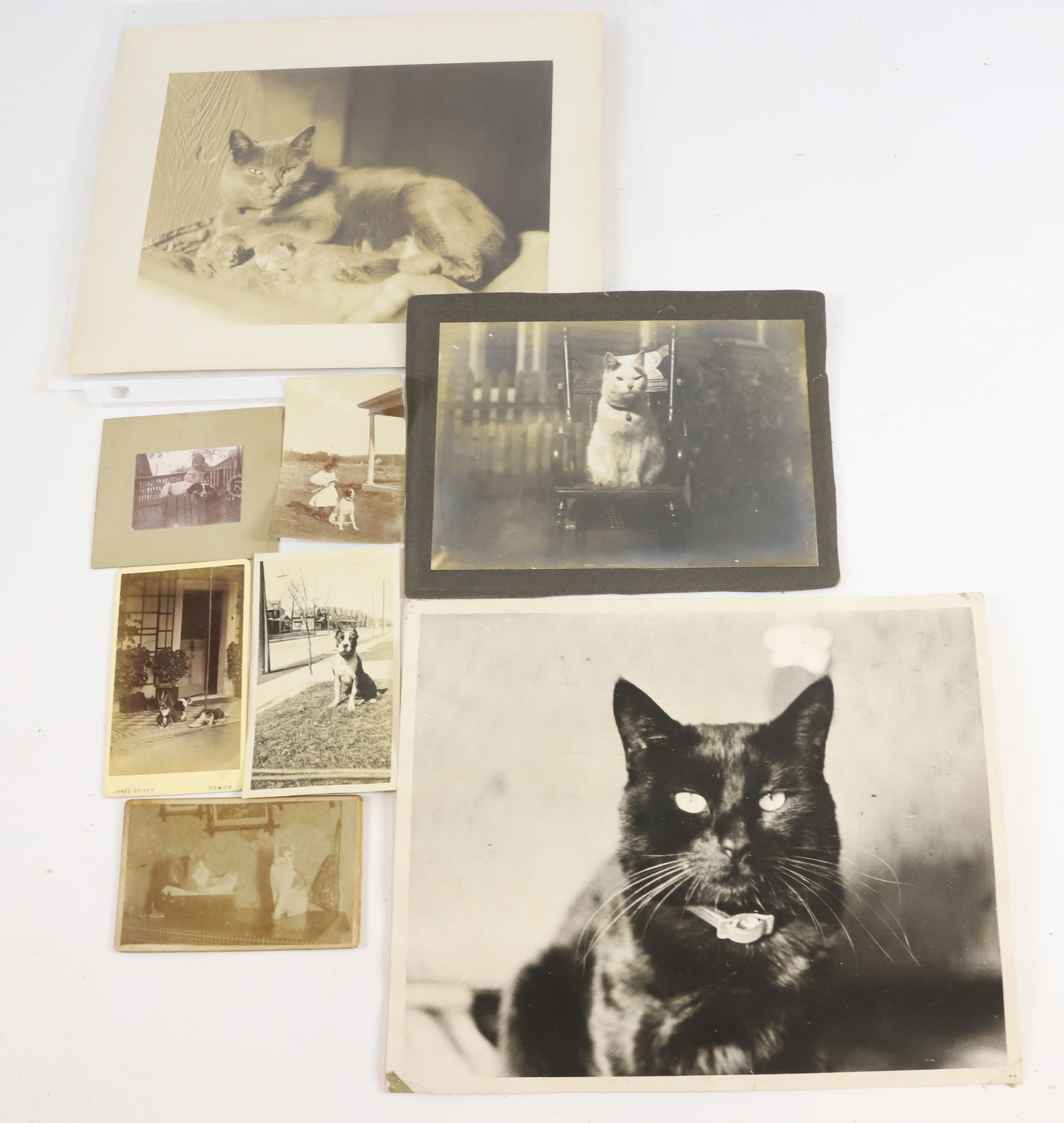 (8) CAT,DOG PHOTOS (1 of 6)