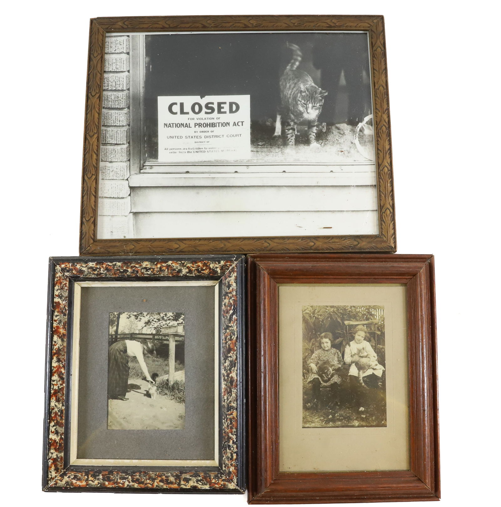 (3) CAT PHOTOS (1 of 4)