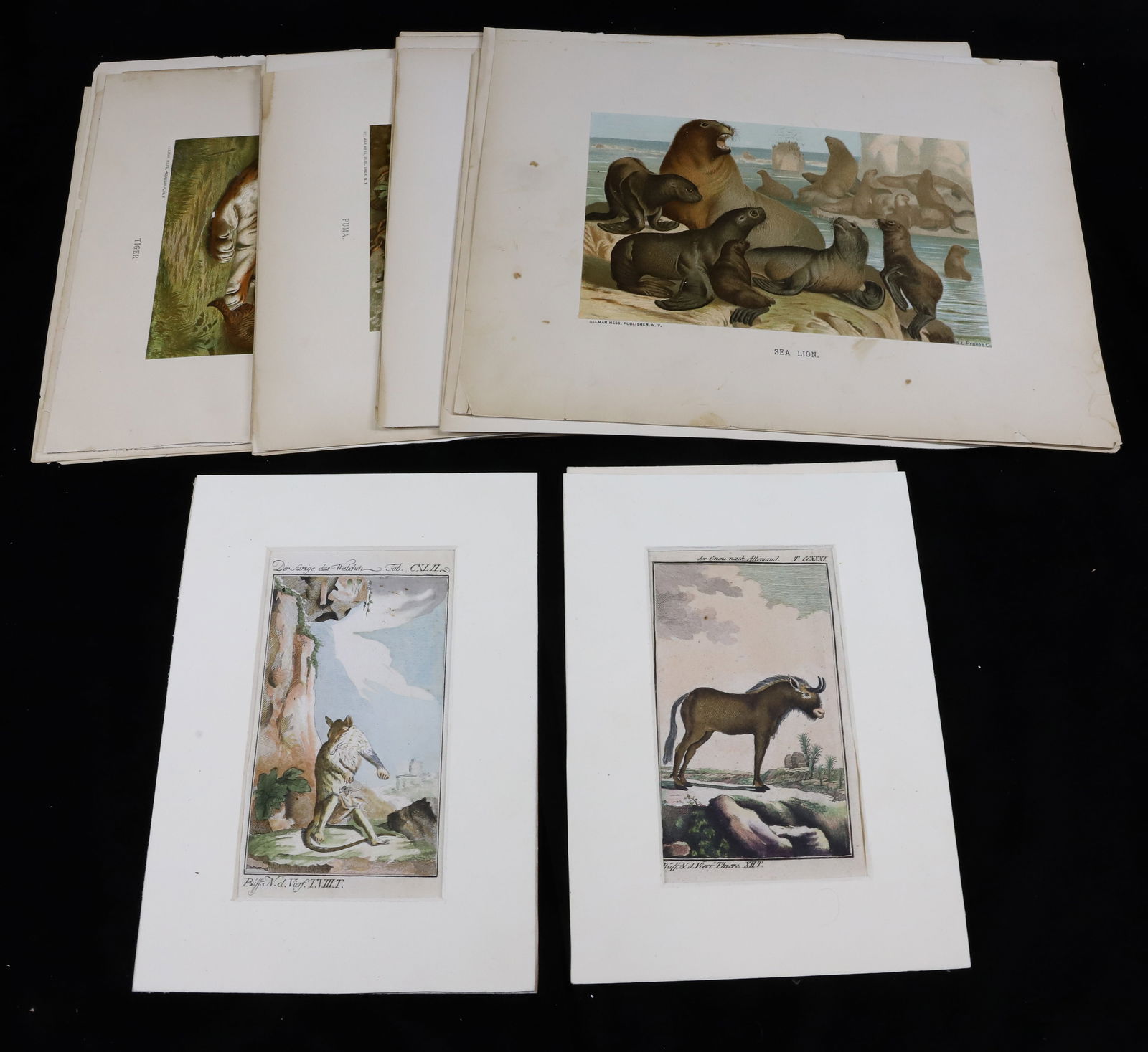 (14) ANIMAL ENGRAVINGS (1 of 6)