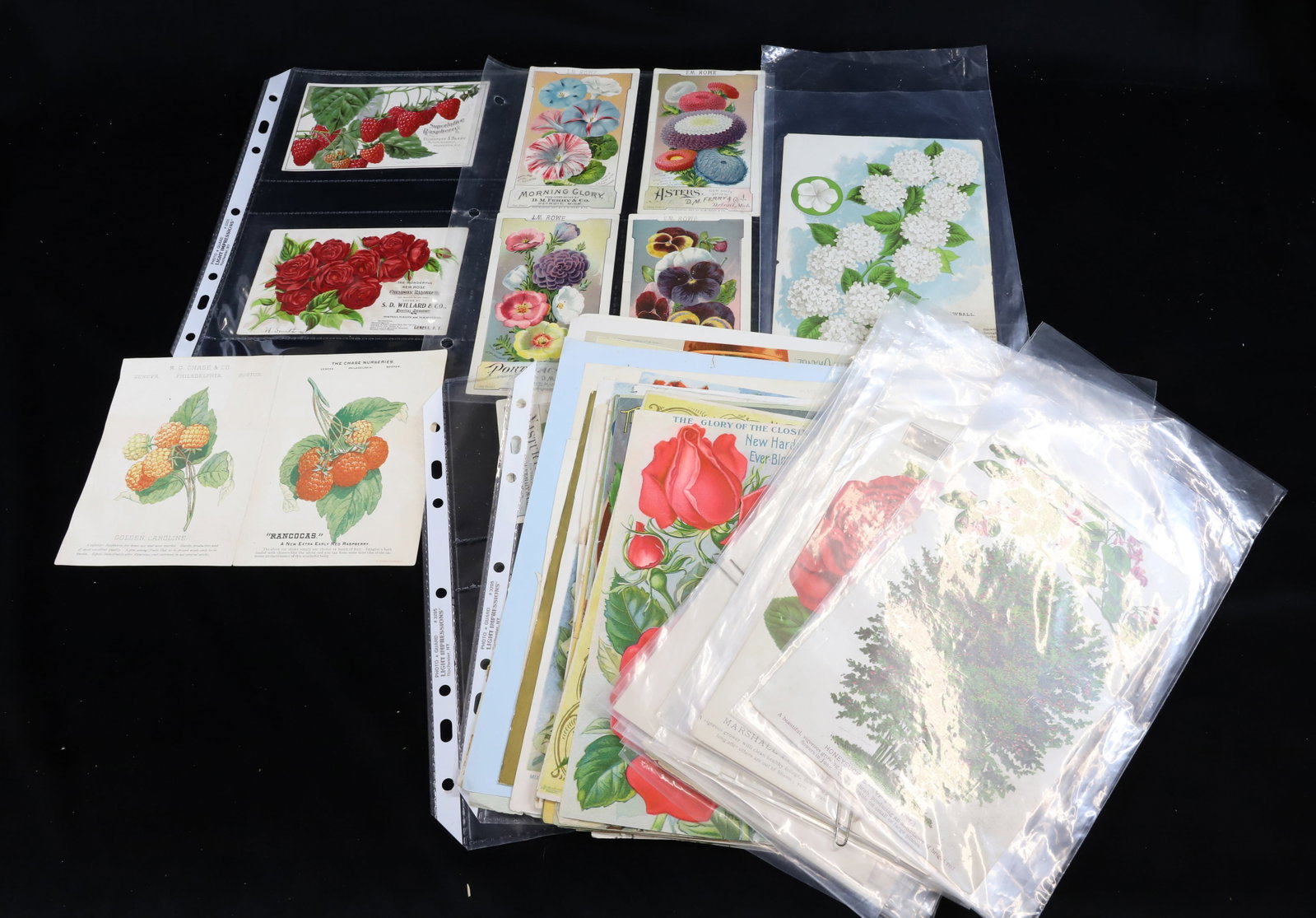GARDEN FLOWER TRADE CARDS: TRADE CARDS, ADS, 11" X 9" AT LEAST 30/40 Terms: PLEASE READ CAREFULLY -THIS IS AN ONLINE ONLY AUCTION. AUTO-PAY WILL RUN IMMEDIATELY FOLLOWING THE AUCTION!! Terms for Purchasing and Shipping of Aucti