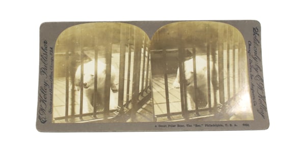 STEREOVIEW POLAR BEAR