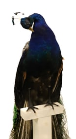 TAXIDERMY PEACOCK