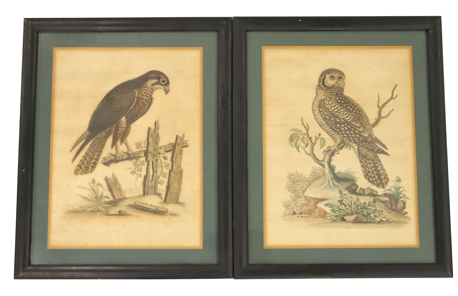 (2) HAND COLORED ENGRAVINGS, AFTER GEORGE EDWARDS (1 of 6)