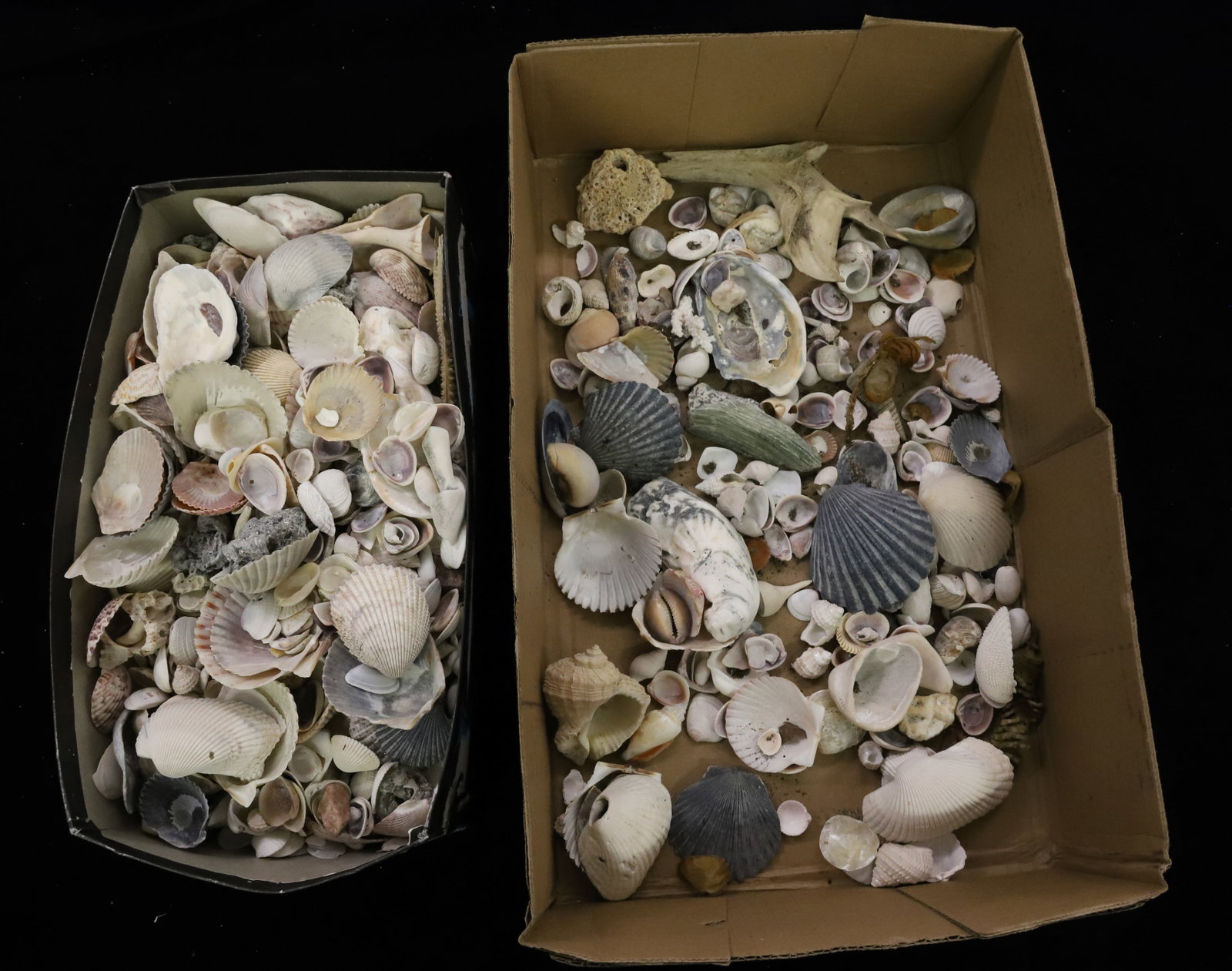 LOT OF VARIOUS SEASHELLS: VARYING IN SIZES AND SHAPES PLEASE READ CAREFULLY - Terms for Purchasing and Shipping of Auction Items. Please read carefully before bidding. All payments for purchases will be made through LiveAuctio