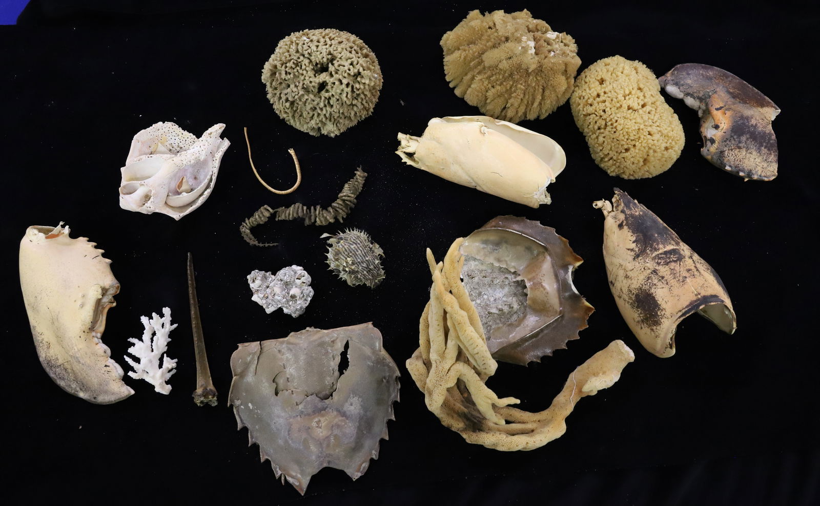 LOT OF VARIOUS SEASHELLS (1 of 3)