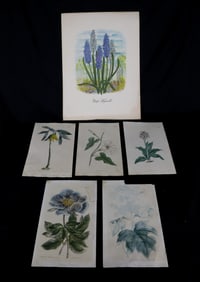 LOT OF (5) HAND COLORED FLOWER PRINTS