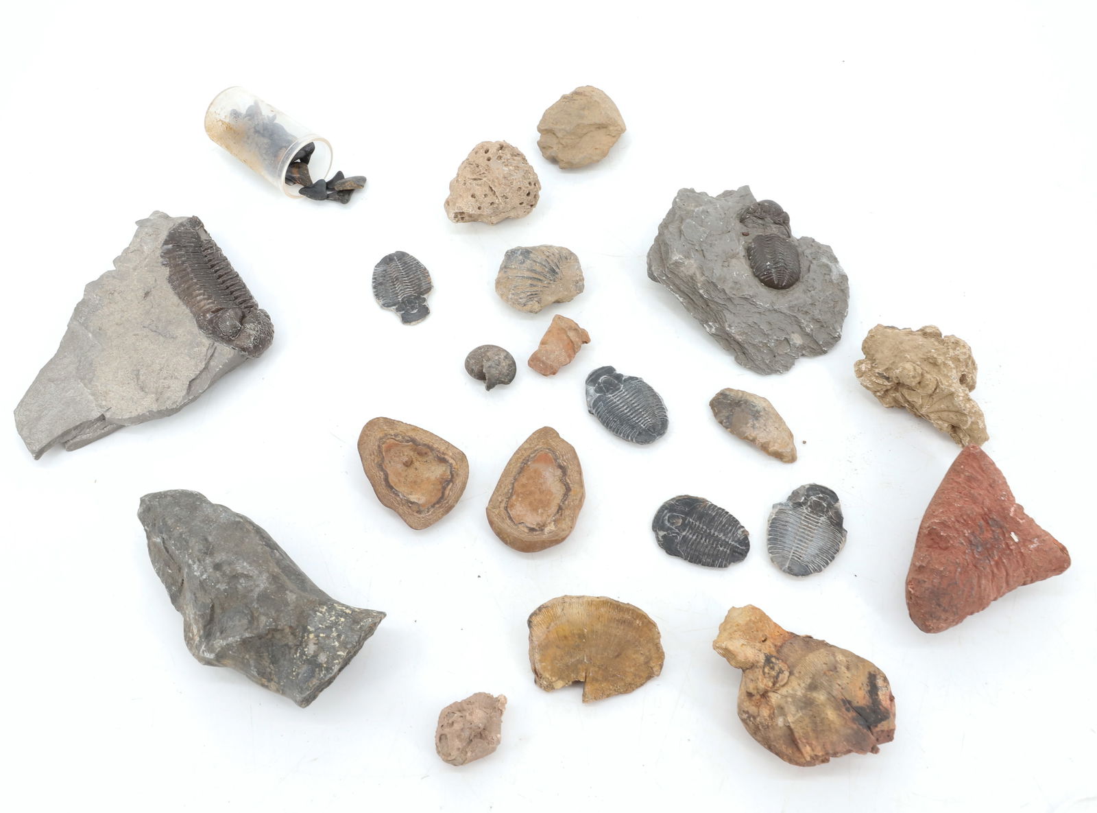 LOT OF FOSSILS: VARIOUS SIZE AND TYPES. 3/4" TO 4" TOTAL SIZE. WITH, FOSSILIZED TEETH. PLEASE READ CAREFULLY - Terms for Purchasing and Shipping of Auction Items. Please read carefully before bidding. Hartzell?s Auct