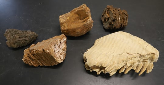 LOT OF LARGE FOSSILS