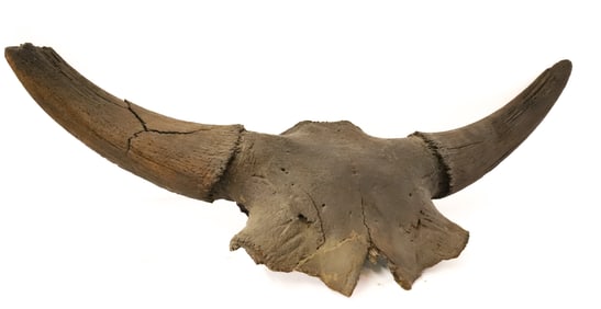 FOSSILIZED BISON SKULL AND HORNS