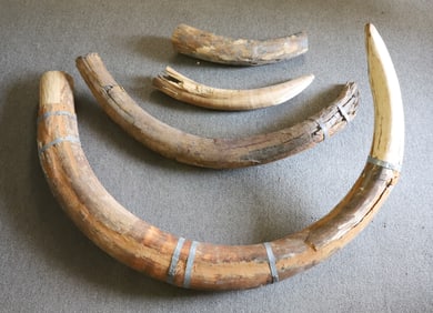 LOT OF FOSSILIZED TUSKS