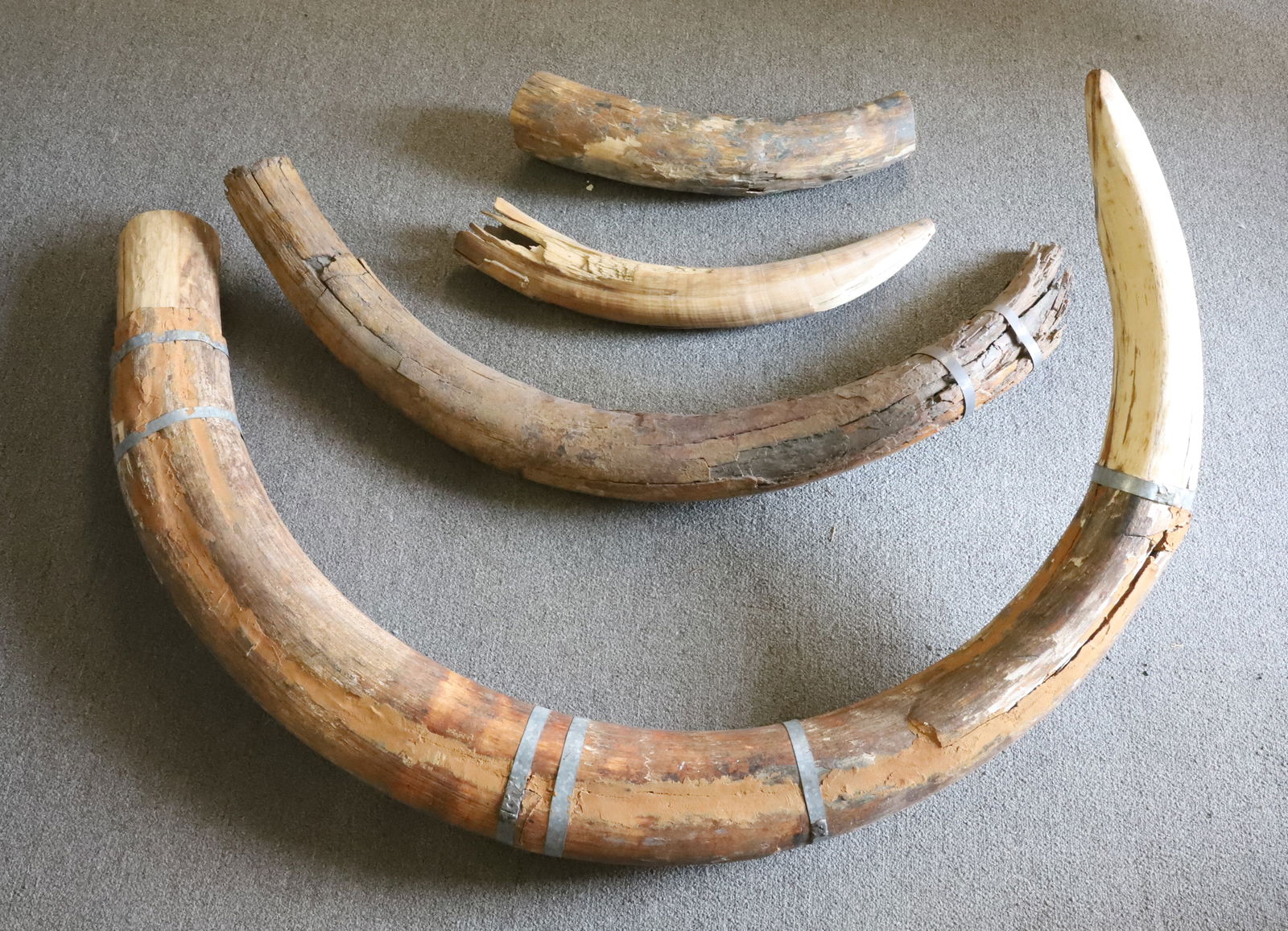 LOT OF FOSSILIZED TUSKS (1 of 6)