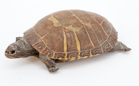 TAXIDERMY TURTLE