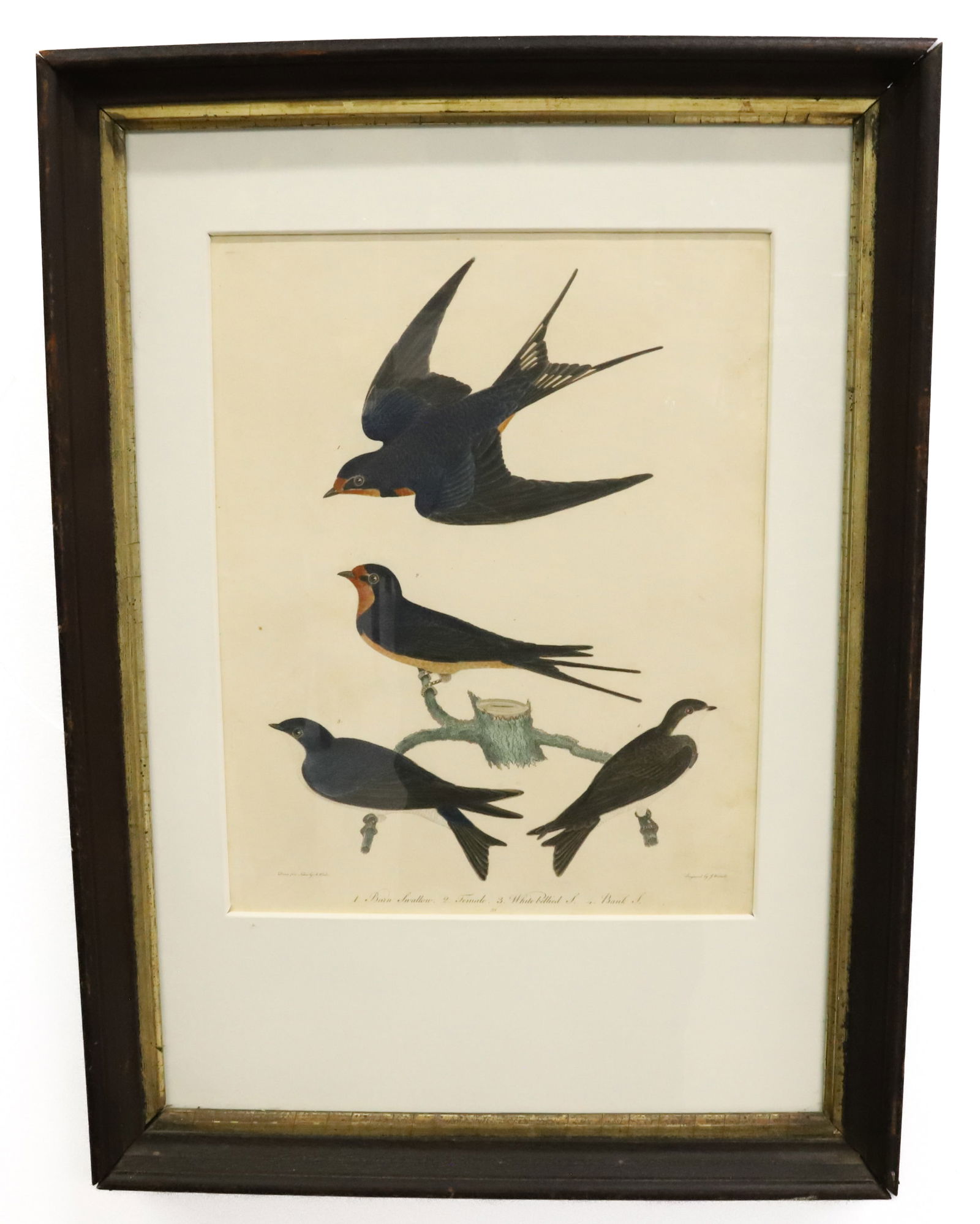 J.WARNICK SWALLOW ENGRAVING: PLATE 38 BARN SWALLOW MALE/FEMALE WHITE BELLIED SWALLOW AND BANK SWALLOW VIEW SIGHT 13" X 11" OVERALL 22 1/2" X 16 1/2" PLEASE READ CAREFULLY - Terms for Purchasing and Shipping of Auction Items. Plea