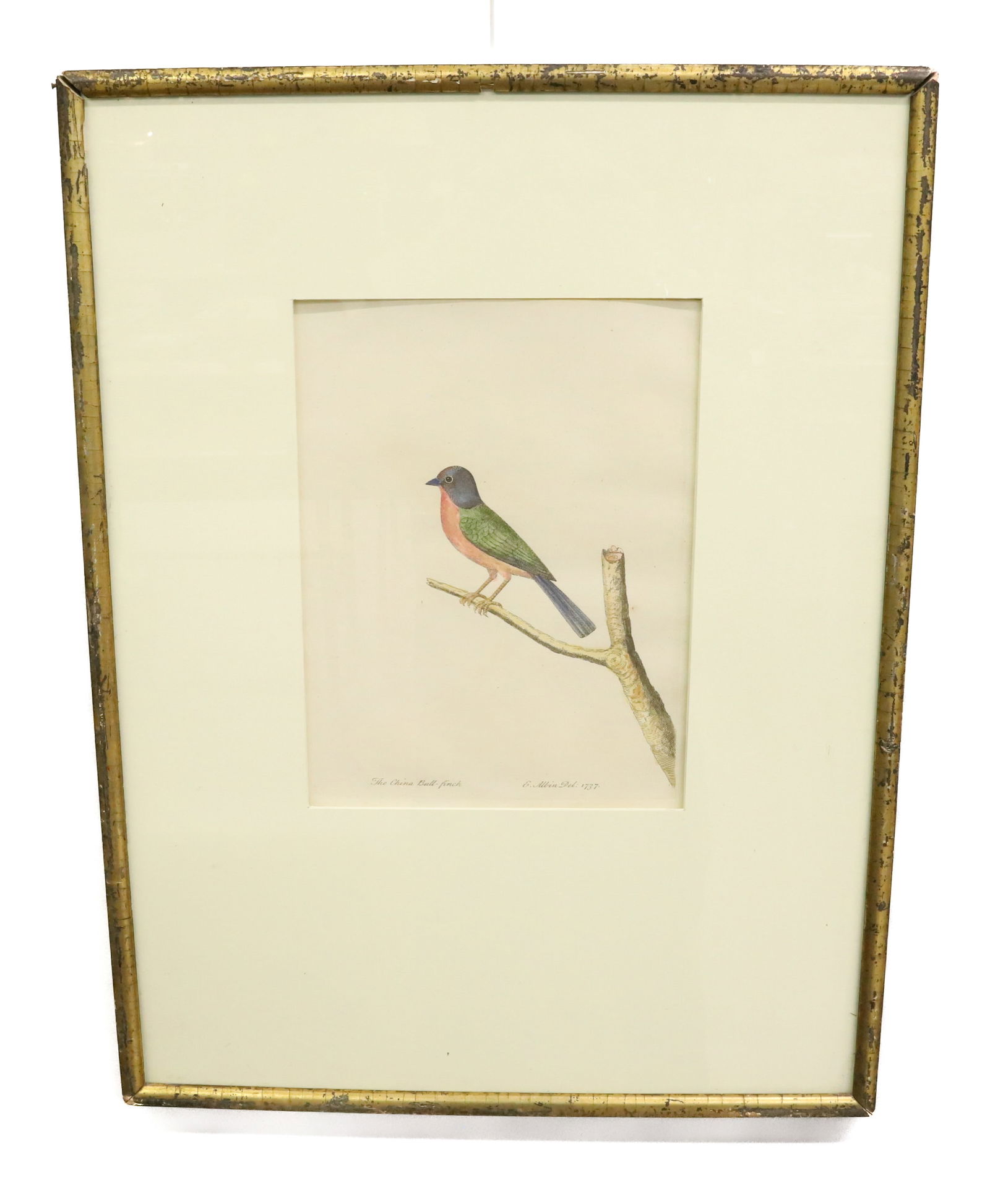 ELEAZAR ALBIN "THE CHINA BULL-FINCH": ENGRAVING HAND COLORED VIEW SIGHT 10 3/8" X 7 3/4" OVERALL 22" X 16 3/4" PLEASE READ CAREFULLY - Terms for Purchasing and Shipping of Auction Items. Please read carefully before bidding. Hartzell’s