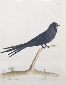 MARTINET 18TH C "THE SWIFT" PRINT