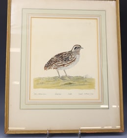 ELEAZAR ALBIN "THE QUAIL" PRINT
