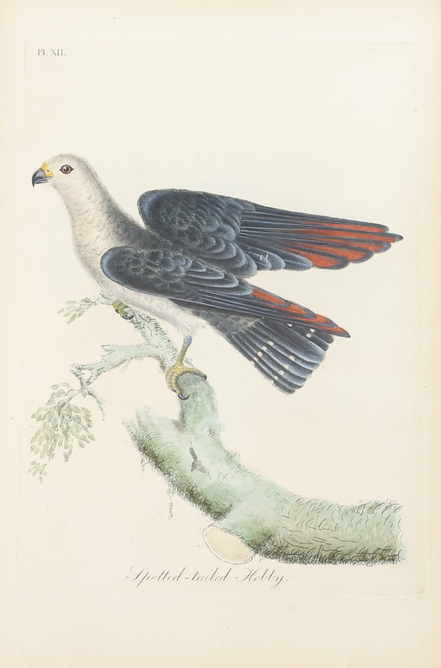 JOHN LATHAM SPOTTED-TAILED HOBBY: PRINT FROM "A GENERAL HISTORY OF BIRDS" PLATE XII 10" X 7" PLEASE READ CAREFULLY - Terms for Purchasing and Shipping of Auction Items. Please read carefully before bidding. Hartzell’s Auction Galler
