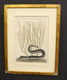 MARK CATESBY BLACK MORAY EEL ENGRAVING