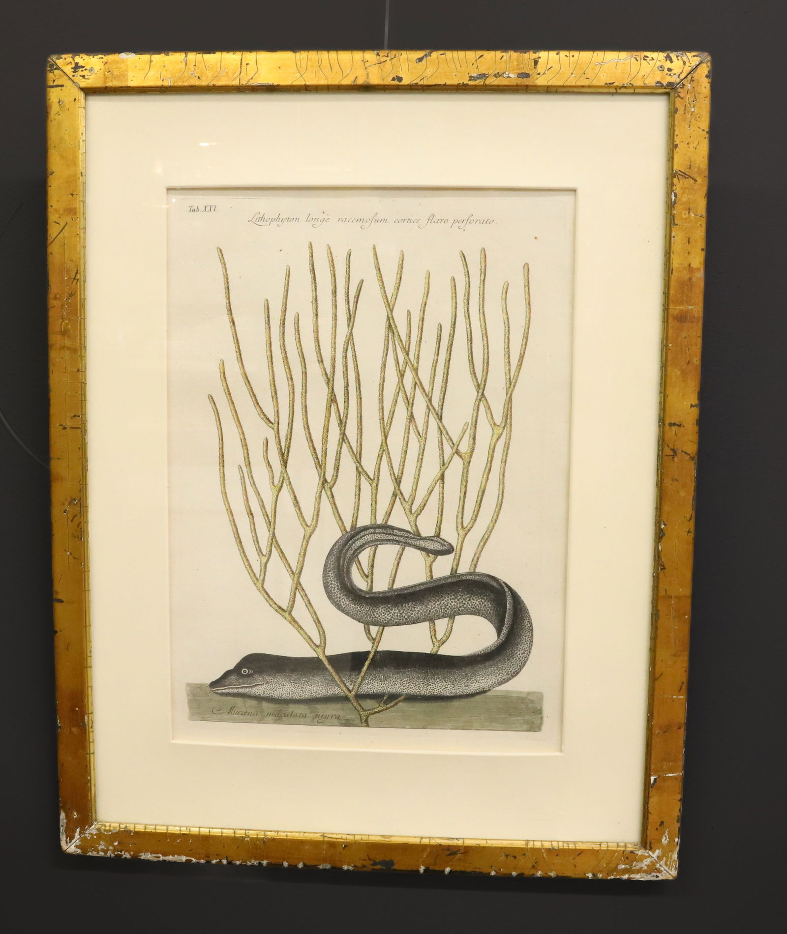 MARK CATESBY BLACK MORAY EEL ENGRAVING: FROM THE NATURAL HISTORY OF CAROLINA, FLORIDA AND THE BAHAMA ISLANDS MARK CATESBY 1731-1743 VIEW SIGHT 15" X 10 3/4" OVERALL 22" X 17" PLEASE READ CAREFULLY - Terms for Purchasing and Shipping of Auct