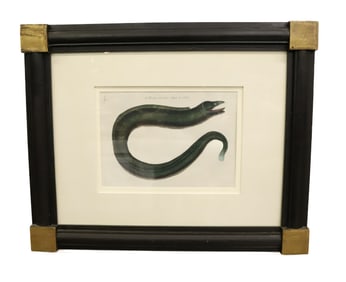 MARK CATESBY THE MURRAY PLATE 20