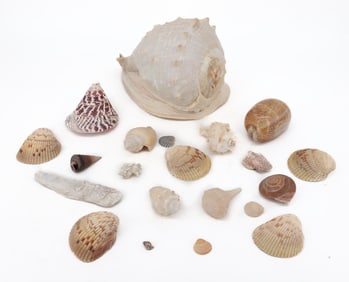 LOT OF SEASHELLS