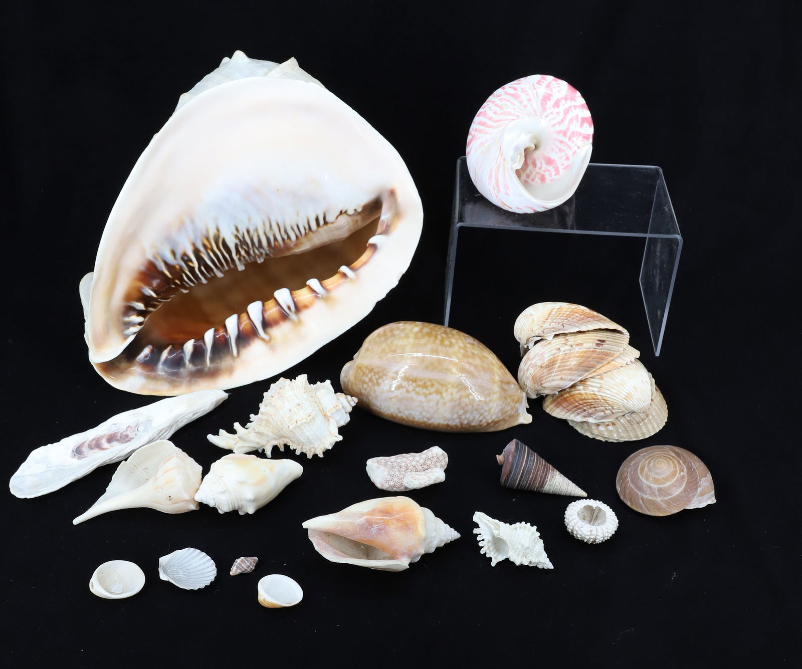 LOT OF SEASHELLS: CONCH SHELL 9 1/2" L. PLEASE READ CAREFULLY - Terms for Purchasing and Shipping of Auction Items. Please read carefully before bidding. Hartzell’s Auction Gallery. Hartzell's Auction Gallery wil