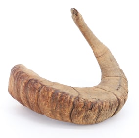 DECORATIVE RAM'S HORN