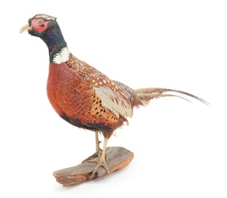 VINTAGE TAXIDERMY PHEASANT