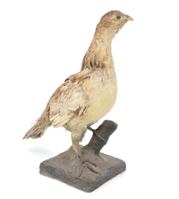 VINTAGE TAXIDERMY HEN PHEASANT