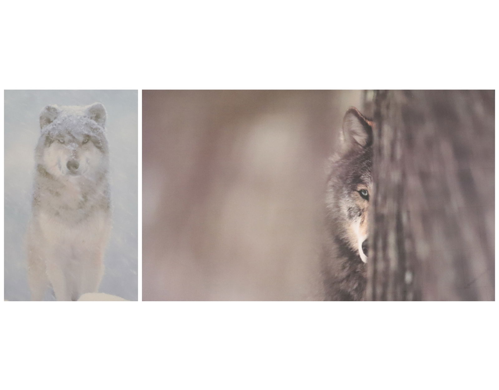 (2) FRAMED WOLF PRINTS (1 of 8)