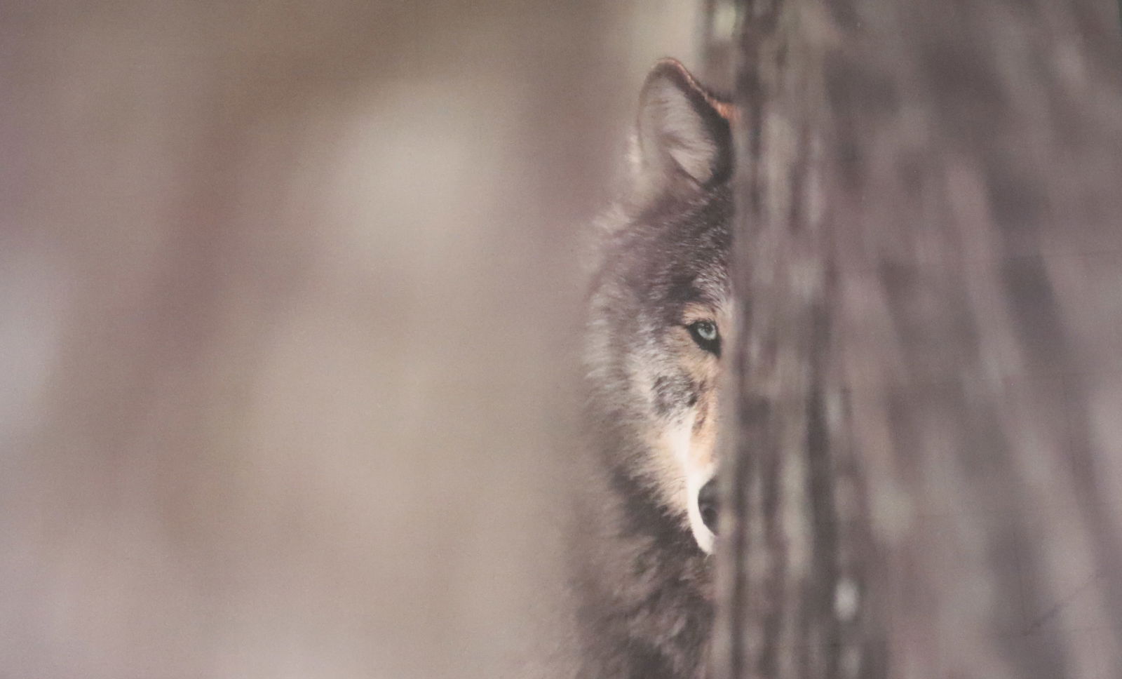 (2) FRAMED WOLF PRINTS - 6