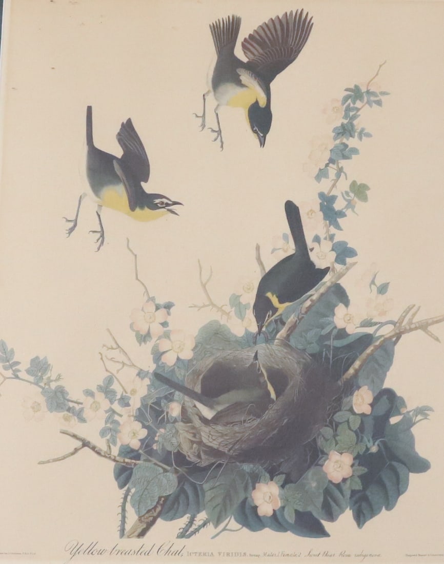 FRAMED AUDUBON BIRD PRINT (1 of 9)