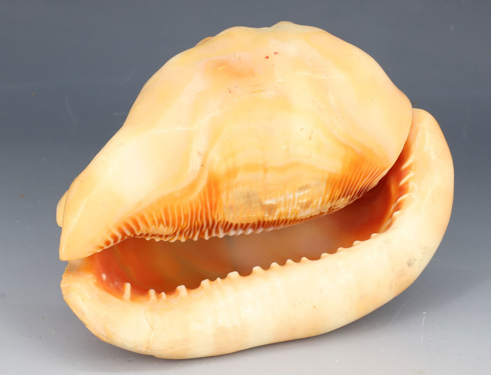 CARVED AND PAINTED SHELLS - 3