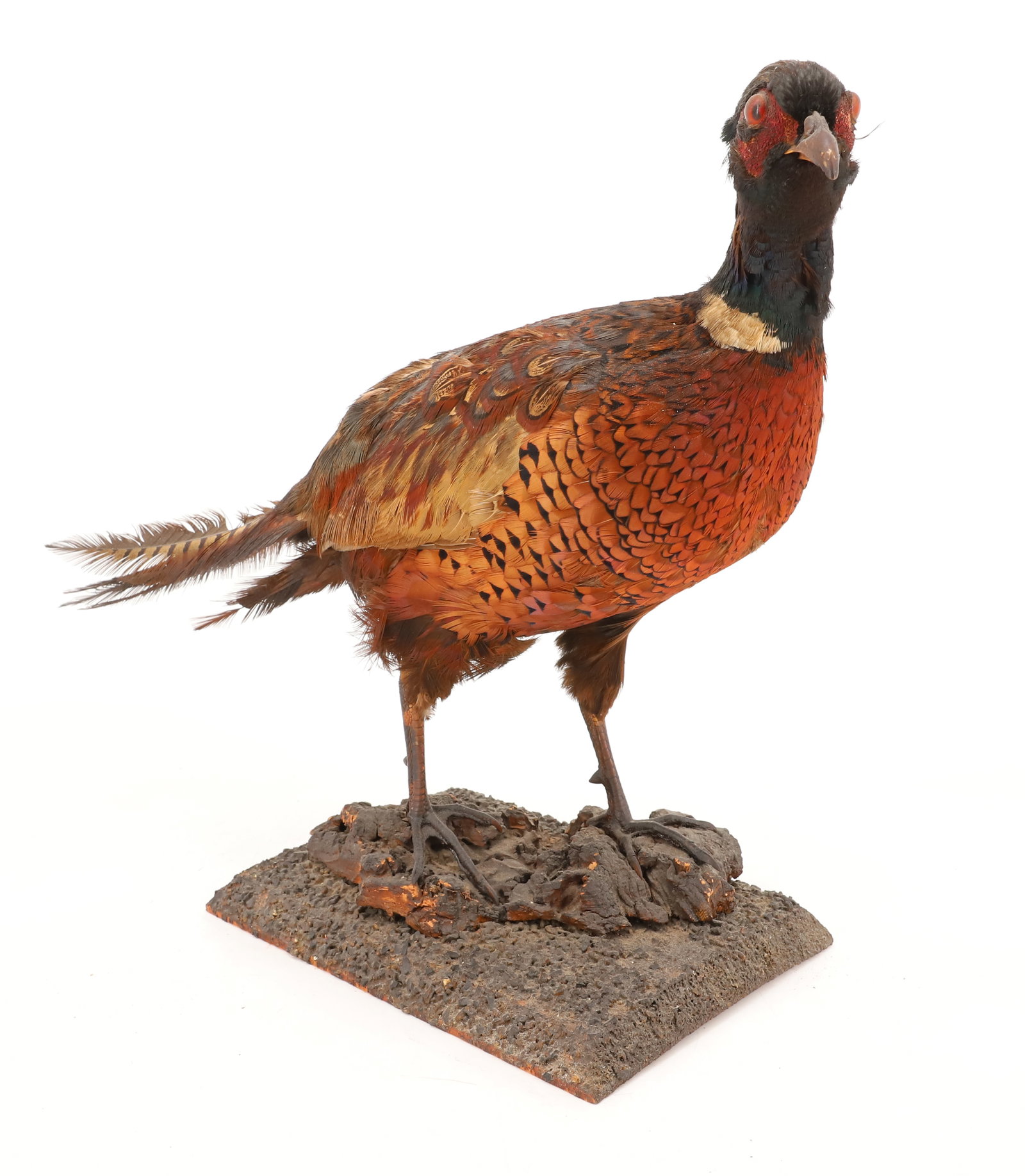 ANTIQUE TAXIDERMY PHEASANT (1 of 4)