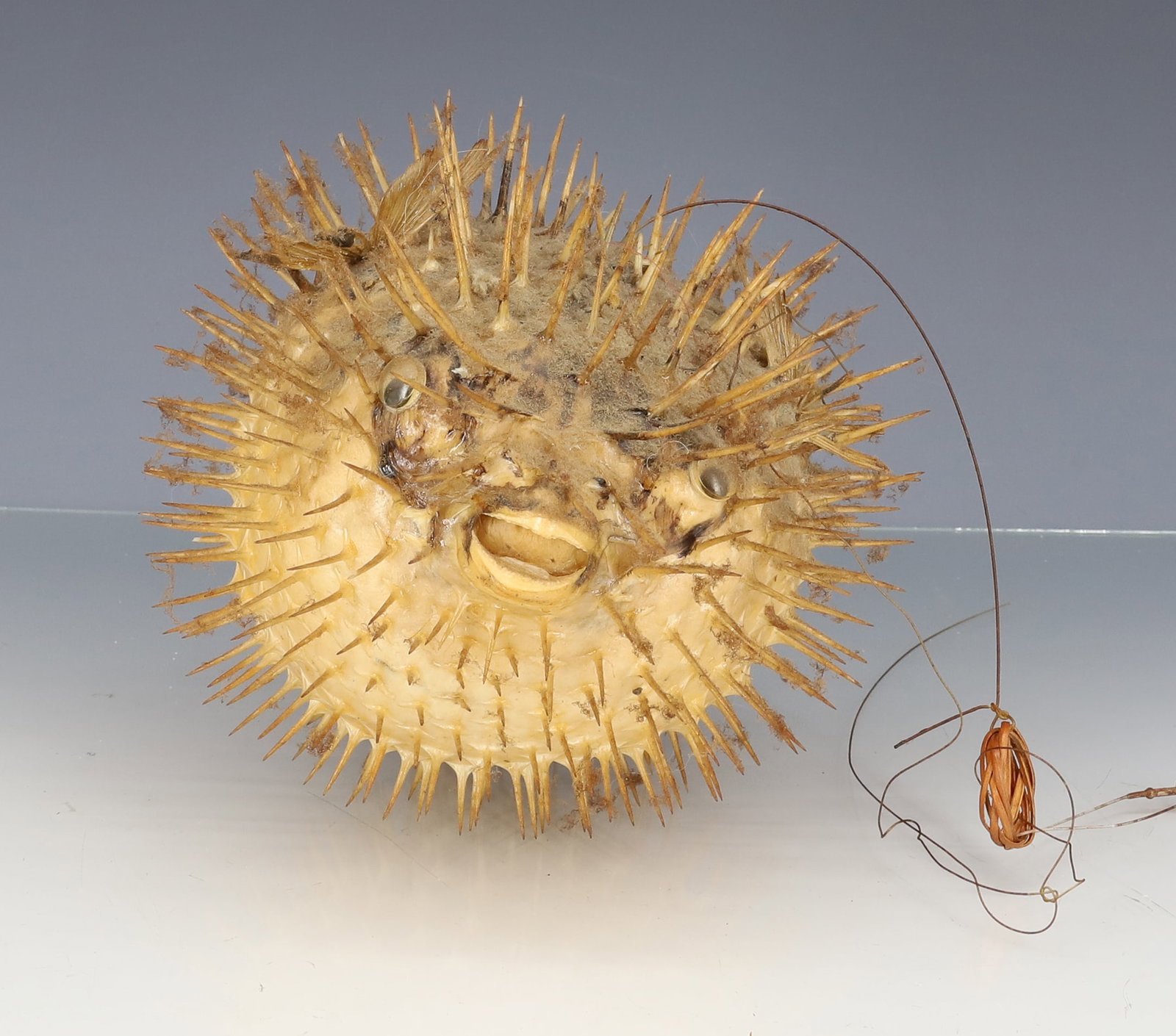 TAXIDERMY BLOWFISH: 5 1/2" X 7 1/2". PLEASE READ CAREFULLY - ITEMS MUST BE PAID FOR THROUGH LIVE AUCTIONEERS OR WITH CASH OR CHECK IN PERSON - Terms for Purchasing and Shipping of Auction Items. Please read carefully bef