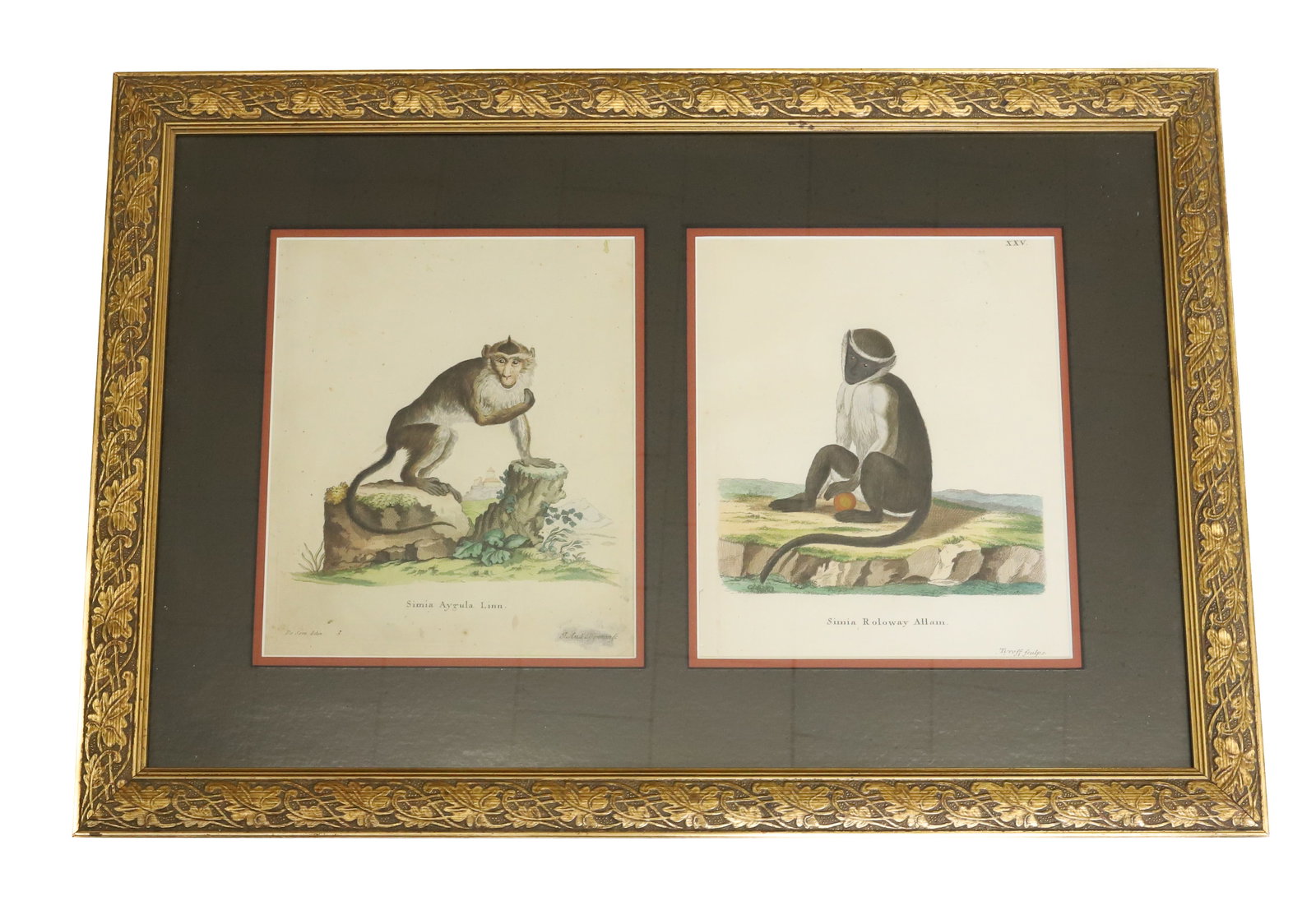 (2) SIMIA (MONKEYS) ENGRAVINGS: HAND COLORED ENGRAVING OF SIMIA AYGULA LINN AND SIMIA ROLOWAY ALLAM PUBLISHED BY EFEMANN AND TYDROFF OVERALL 16 1/2" X 24 1/2" FRAMED GOLD FRAME AND DOUBLE MATTED PLEASE READ CAREFULLY - ITEMS MUST BE